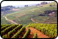 French wine region pictures, France vineyards photos